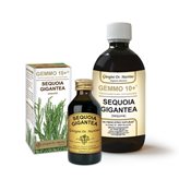 G10+ Sequoia Gigantea Dr. Giorgini 100ml