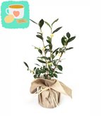 Pianta del tè (Camellia Sinensis) M