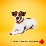 CERENIA 16 MG (4 cpr) - Prevenzione del vomito nei cani