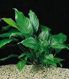 Piante petingros Assortimento 3 Anubias