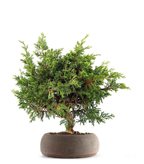 Ginepro Chinensis Itoigawa Bonsai (SCEGLI IL COLORE: Marrone)