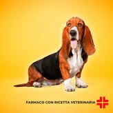 ZYCORTAL INIET 25 MG/ML (4 ml) - Terapia sostitutiva per cani affetti da morbo di Addison