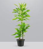 Dracena Lemon