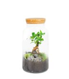 Ficus Ginseng in terrarium