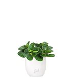 Peperomia obtusifolia | Red Canyon - Colore : Cemento