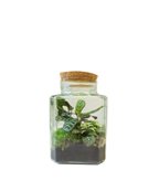 Terrarium mix con Calathea