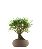 Serissa - Tipologia di Vaso : Ring Glossy green B