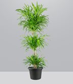 Dracena reflexa | 120 cm