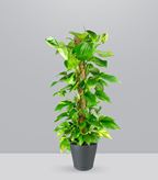 Pothos a Palo Alto da 90 cm (SCEGLI IL COLORE: Antracite Tera)