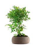 Frassino Bonsai 9 anni (SCEGLI IL COLORE: Marrone)