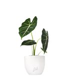 Alocasia Frydeck Green Velvet - Colore : Cemento