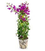 Bougainvillea glabra