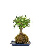 Olmo zelkova in kokedama