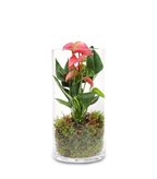 Anthurium rosa in terrarium