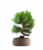 Pinus halepensis 9 anni | Pino d'Aleppo (SCEGLI IL COLORE: Marrone)