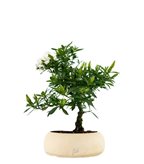 Gardenia Bonsai - Colore : Bianco