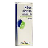 Ribes Nigrum Gemme 60ml Mg