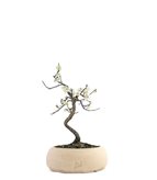 Prunus bonsai Giapponese fiore bianco S - Colore : Bianco