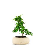 Carmona bonsai impalcata (SCEGLI IL COLORE: Marrone)