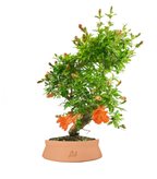 Punica Granatum | Melograno nano bonsai 9 anni (SCEGLI IL COLORE: Rosso intenso)