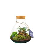 Mix piante in terrario con fittonia