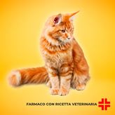 SENVELGO GATTI 15 MG/ML (12 ml) - Soluzione orale per il trattamento del diabete mellito nei gatti