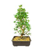 Azalea bonsai (Rhododendron spp.)