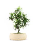 Podocarpus L (SCEGLI IL COLORE: Marrone)