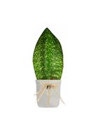 Sansevieria Happy - SCEGLI IL COLORE : Bianco Onda