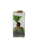 Ficus Ginseng in terrario 26 cm