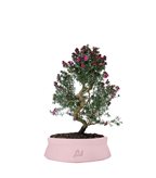 Leptospermum bonsai 10 anni (SCEGLI IL COLORE: Marrone)