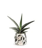 Sansevieria Robusta - Tipologia di Vaso : Camino White