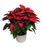 Stella di Natale | Poinsettia