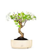 Melo bonsai  (SCEGLI IL COLORE: Marrone)