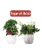 Regine del Natale | Ardisia + Helleborus con vaso incluso