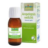 BO.AMPELOPSIS WEI MG I 60ml