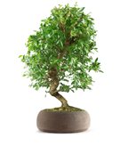 Zelkova bonsai 12 anni (SCEGLI IL COLORE: Marrone)