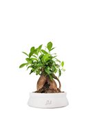 Ficus Retusa Bonsai M - Colore : Bianco