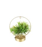 Tillandsia circolare led oro