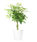 Schefflera variegata (SCEGLI IL COLORE: Grigio Tera)