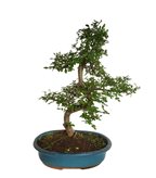 Olmo Bonsai impalcato