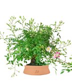 Bonsai Rosa canina 9 anni (SCEGLI IL COLORE: Marrone)