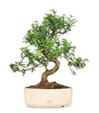 Pepe Bonsai XXXL - Colore : Bianco Glossy